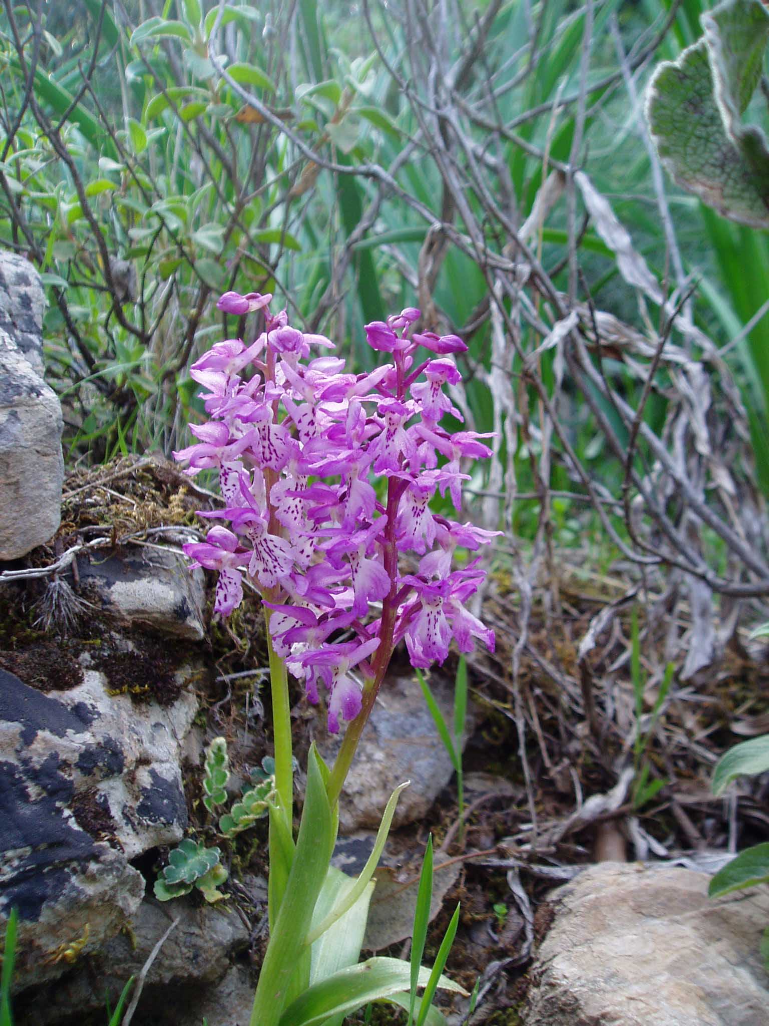 orchis sarda